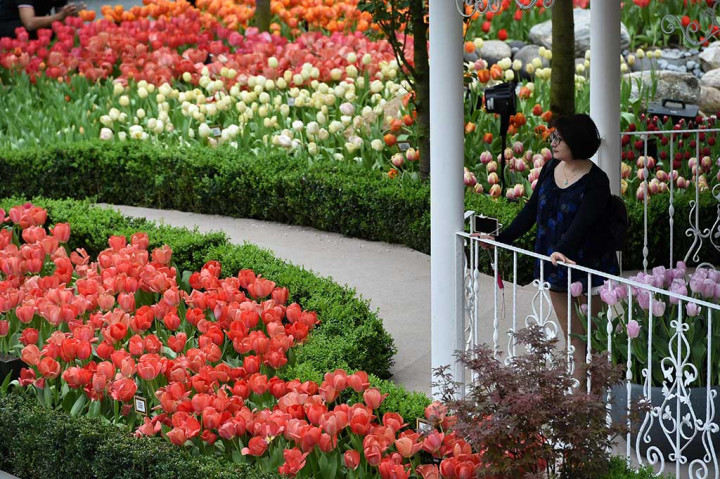 Seorang pengunjung memandangi keindahan warna-warni bunga tulip di Garden by the Bay, Singapura.