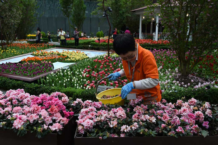 Pekerja menyortir bunga tulip yang telah layu agar tidak mengganggu keindahan bunga asal negeri Belanda tersebut.
