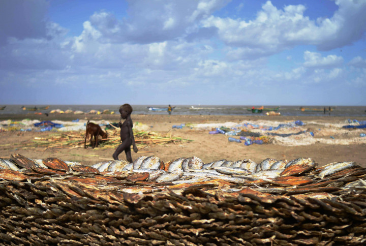 Seorang anak berjalan di antara tumpukan ikan yang sedang dijemur di Lowarengak, Kenya. Warga hanya mengolah hasil sebagai ikan kering agar bisa bertahan lama. 