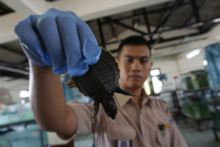 Penyelundupan Kura-kura Moncong Babi Digagalkan