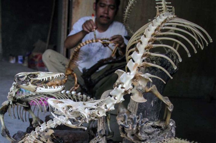 Kerajinan dari Tulang Biawak Ini Laku Hingga Rp1 Juta
