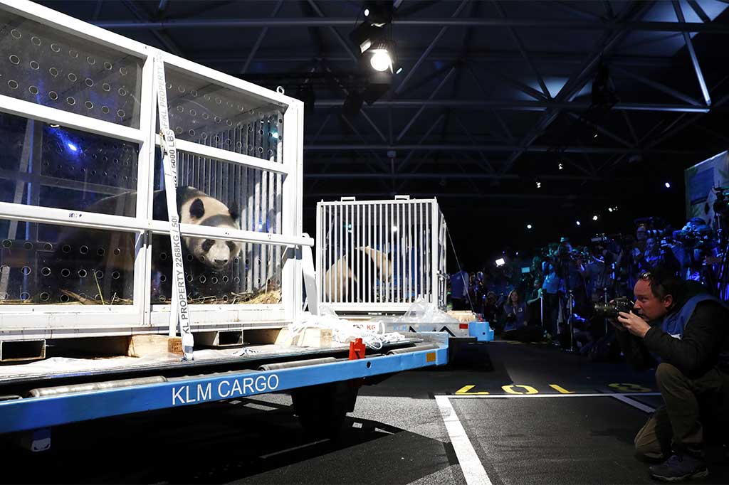 Panda raksasa Wu Wen dan Xing Ya diperlihatkan kepada wartawan saat tiba di Bandara Schiphol, Amsterdam, Rabu (12/4/2017) waktu setempat. 