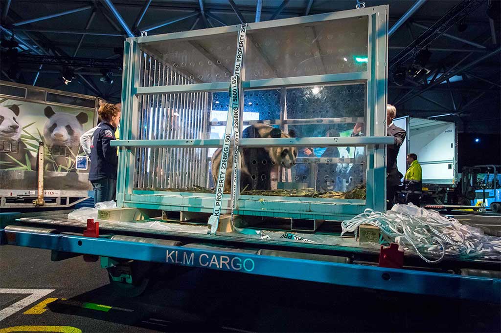 Dua panda raksasa berusia 3,5 tahun itu merupakan pasangan yang pertama untuk pemuliaan di Belanda dalam di tiga dekade terakhir.