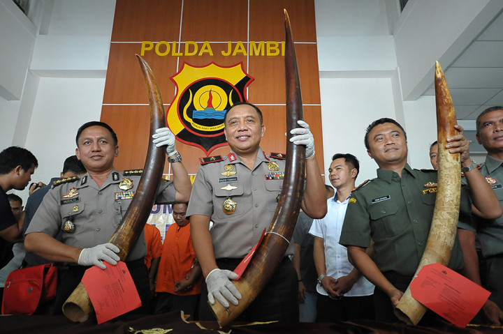 Kasus itu terungkap setelah anggota Ditreskrimsus Polda Jambi berkoordinasi dengan pihak BKSDA Jambi bahwa akan ada transaksi gading gajah di Kota Jambi.