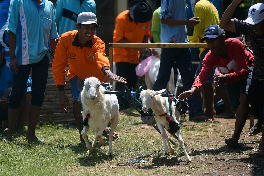 Joki mengarahkan kambingnya untuk berlari saat mengikuti lomba Karapan Kambing di Probolinggo, Jawa Timur, Sabtu (22/4/2017).