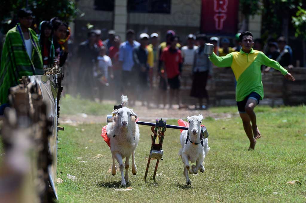 Berbeda dengan karapan sapi, menjadi joki karapan kambing lebih sulit karena tidak semua kambing bisa patuh berlari hingga garis finis. 