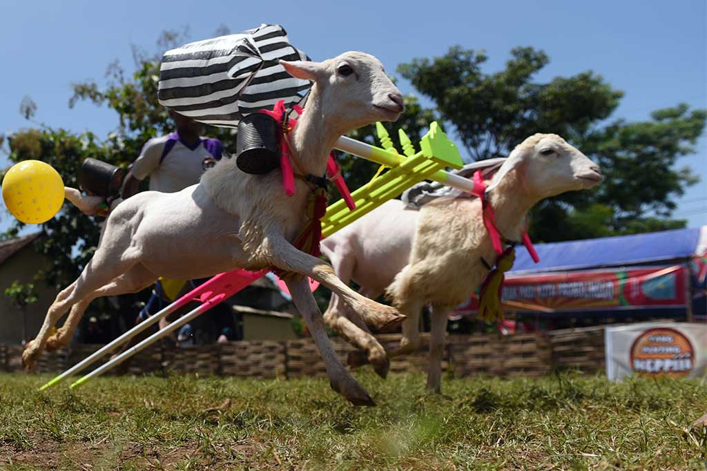 Joki harus pandai mengarahkan kambingnya untuk terus berlari dan mencapai garis finis.