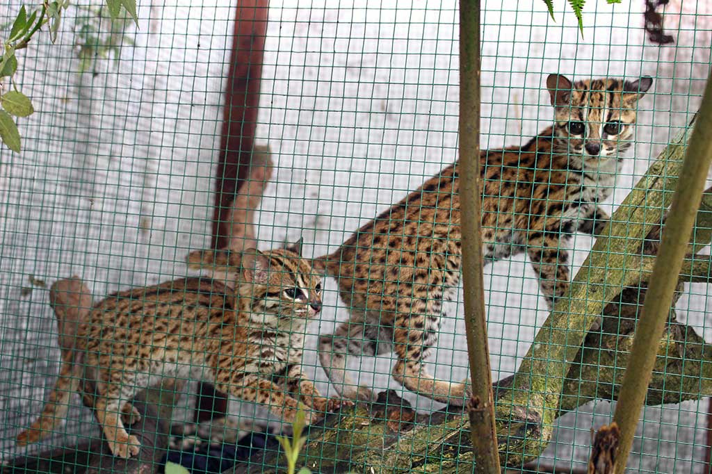 Dua ekor macan akar/kucing hutan (Felis bengalensis) berada di dalam kandang milik warga sebelum dievakuasi petugas di kawasan Bandar Baru, Kabupaten Deli Serdang, Sumatera Utara, Sabtu (29/4/2017).