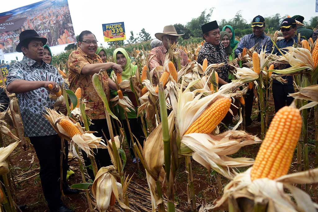 Menteri Koperasi dan UKM Anak Agung Gede Ngurah Puspayoga (kedua kiri), Bupati Lamongan Fadeli (ketiga kanan) dan anggota Komisi IV DPR Viva Yoga Mauladi (kiri) melakukan panen raya jagung tahap kedua di Desa Banyubang, Solokuro, Lamongan, Jawa Timur, Sabtu (29/4/2017).