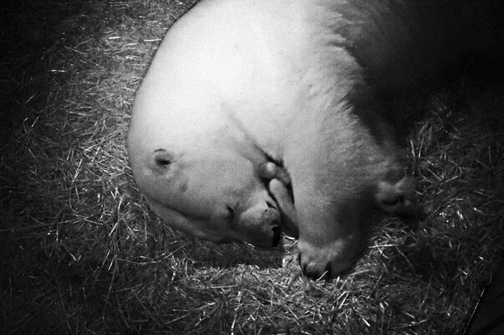 Bagi Liya ini merupakan kelahiran kedua kalinya, setelah sebelumnya pada 2013 lalu.