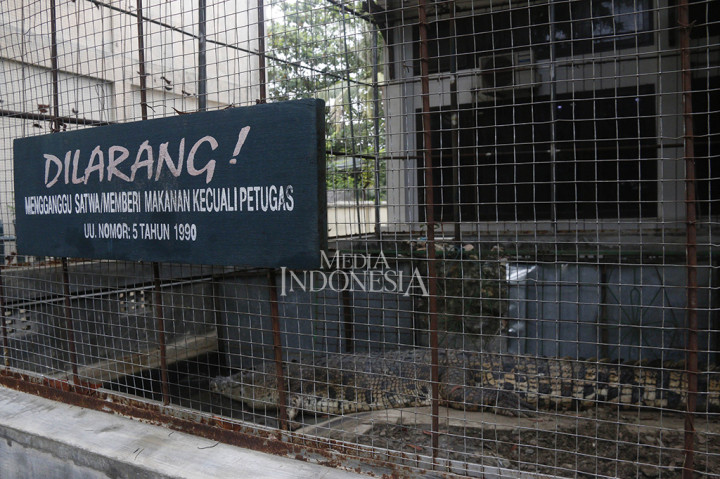 Setelah sepekan dalam proses karantina di BKSDA Aceh, seekor buaya jantan yang diamankan beberapa waktu lalu di Kabupaten Aceh Singkil akhirnya mati.