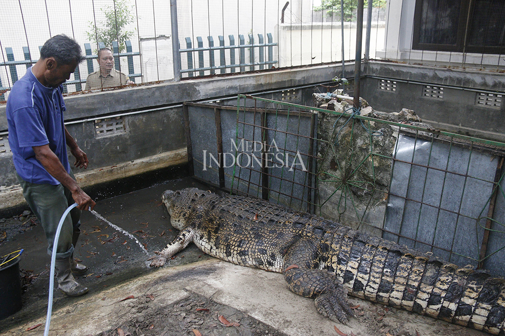 Buaya sepanjang sekitar 4,96 meter ini sebelumnya dikurung di dalam kandang berukuran besar.