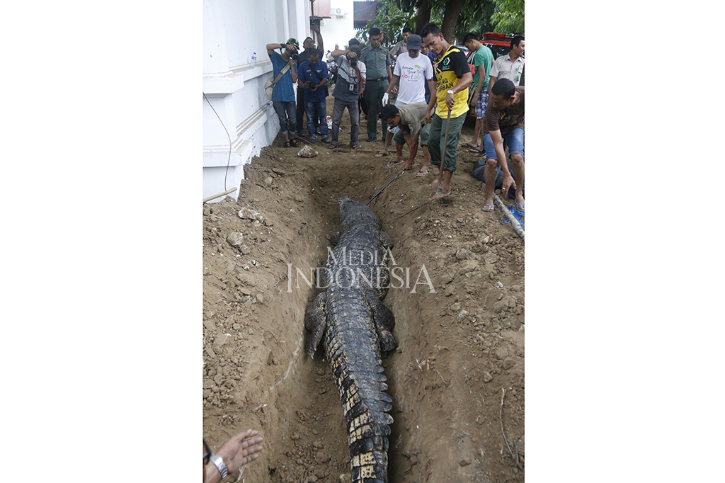 Bangkai reptil tersebut dikuburkan di pekarangan kantor Balai Konservasi Sumber Daya Alam (BKSDA) Aceh.