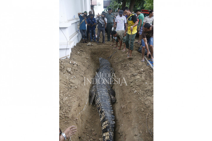 Bangkai reptil tersebut dikuburkan di pekarangan kantor Balai Konservasi Sumber Daya Alam (BKSDA) Aceh.