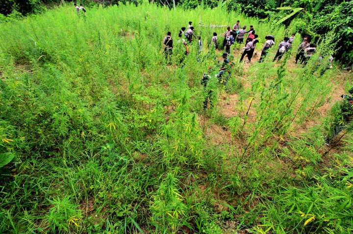 Polres Aceh Musnahkan 12 Hektare Tanaman Ganja