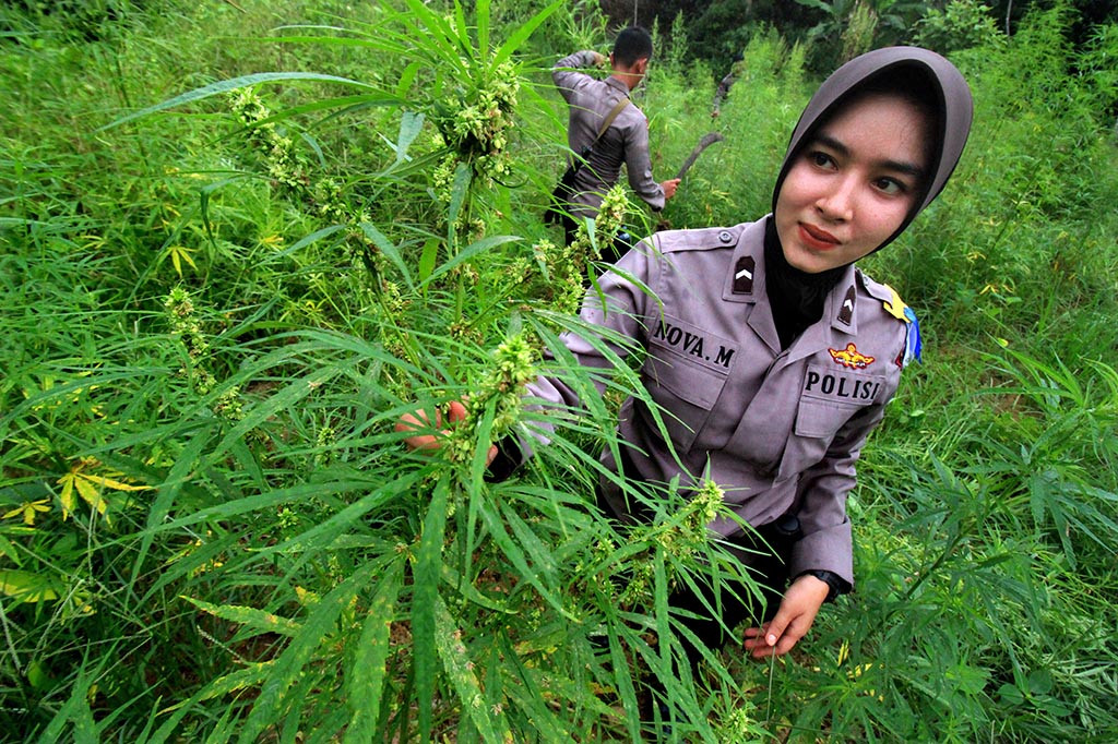 Polres Aceh Musnahkan 12 Hektare Tanaman Ganja