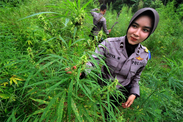 Polres Aceh Musnahkan 12 Hektare Tanaman Ganja