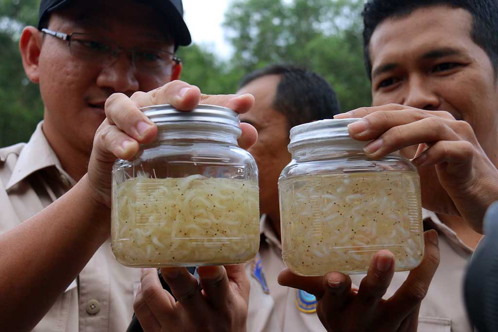 Sebanyak 60 ribu bibit lobster senilai Rp9 Miliar yang akan dikirimkan keluar negeri tersebut diamankan petugas bersama tujuh kurir yang telah ditetapkan sebagai tersangka. 