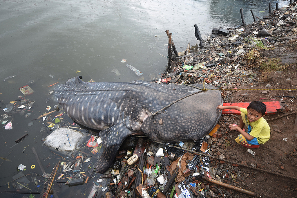 Seekor Hiu Tutul Terdampar di Perairan Gresik