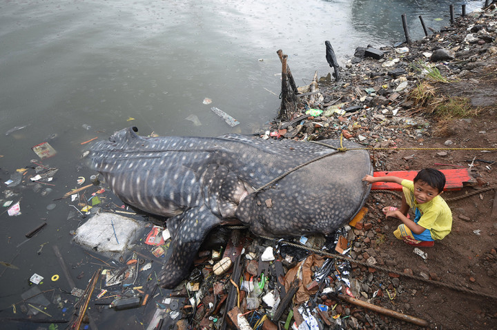 Seekor Hiu Tutul Terdampar di Perairan Gresik