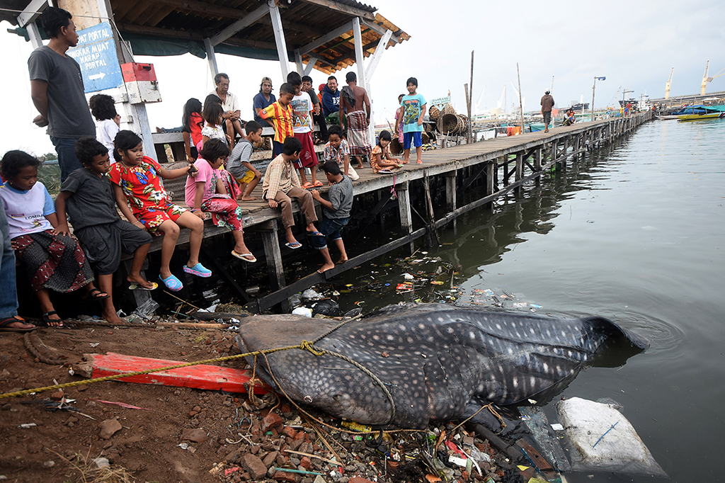 Seekor Hiu Tutul Terdampar di Perairan Gresik