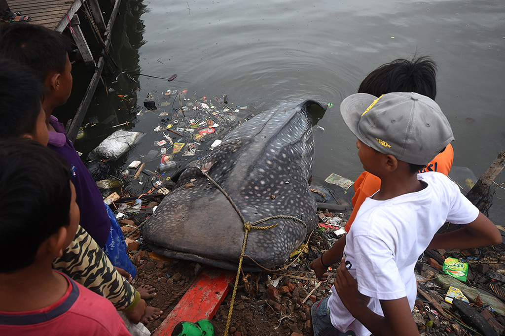 Seekor Hiu Tutul Terdampar di Perairan Gresik