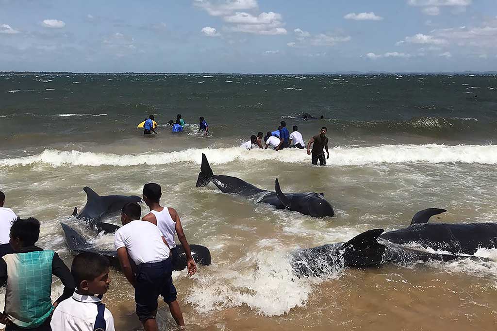 Personel Angkatan Laut Sri Lanka dibantu penduduk berusaha mendorong sekitar 20 paus pilot ke perairan yang lebih dalam setelah terdampar di pantai Sampur dekat pelabuhan Trincomalee, Rabu (31/5/2017).