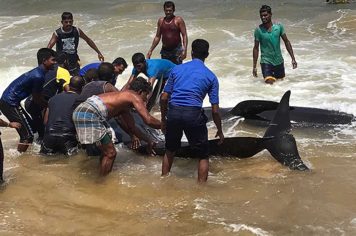 Belum diketahui penyabab puluhan mamalia laut tersebut terdampar, namun kemungkinan karena efek Topan Mora yang melanda Teluk Benggala dan Bangladesh pada Selasa (30/5/2017).