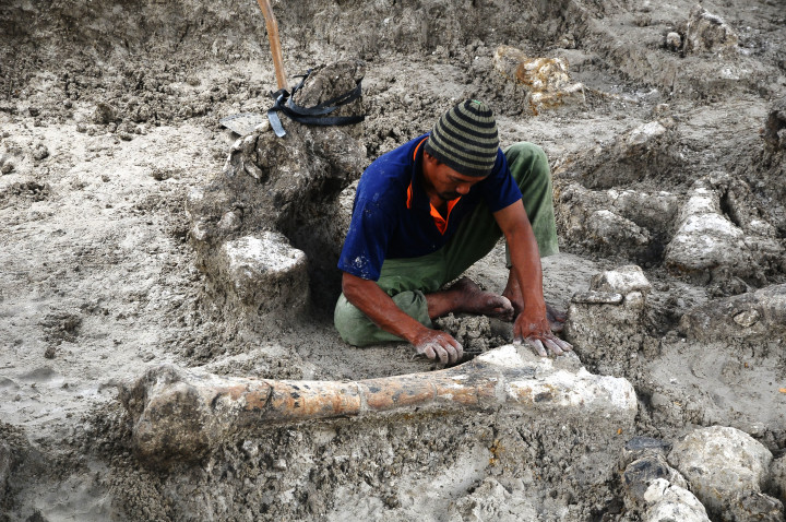 Fosil ditemukan dalam kondisi yang relatif utuh. Petani yang menemukannya di kedalaman hanya 1,5 meter semula akan membuat galian untuk sumur. ANTARA FOTO/Yusuf Nugroho