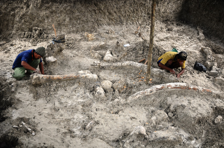 Satu set fosil ini terdiri dari tulang rusuk, tulang belakang, sepasang gading, sepasang kaki depan dan sepasang kaki belakang. ANTARA FOTO/Yusuf Nugroho