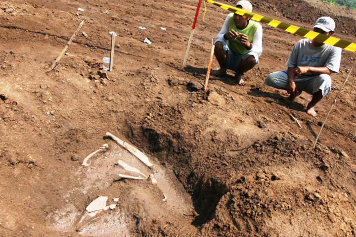 Oktober tahun lalu di lokasi pembangunan Tol Tran Jawa di Desa Kemlokolegi, Nganjuk, Jawa Timur, ditemukan fosil sejenis kerbau. Sebelumnya di tempat sama juga ditemukan benda-benda purbakala seperti gerabah, piring, guci, dan batu-bata kuno yang kuat dugaan merupakan peninggalan masa kerajaan majapahit. ANTARA FOTO/Prasetia Fauzan