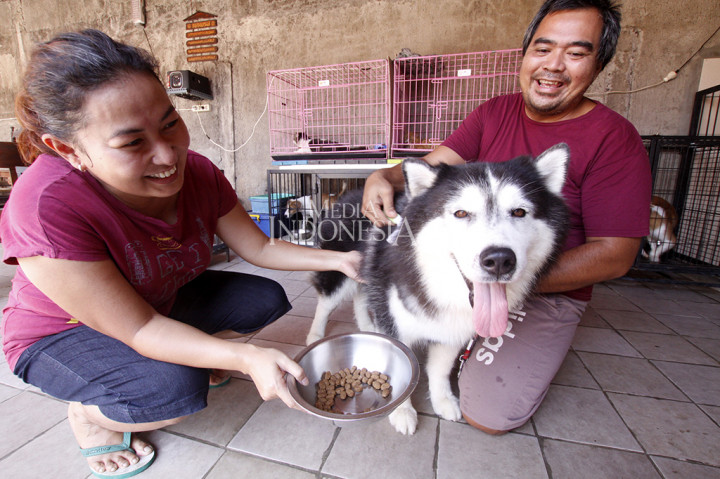 Petugas merawat dan memberi makan anjing di
Rumah Penitipan Hewan Woof Woof di kawasan Cimanggis, Depok, Jawa Barat