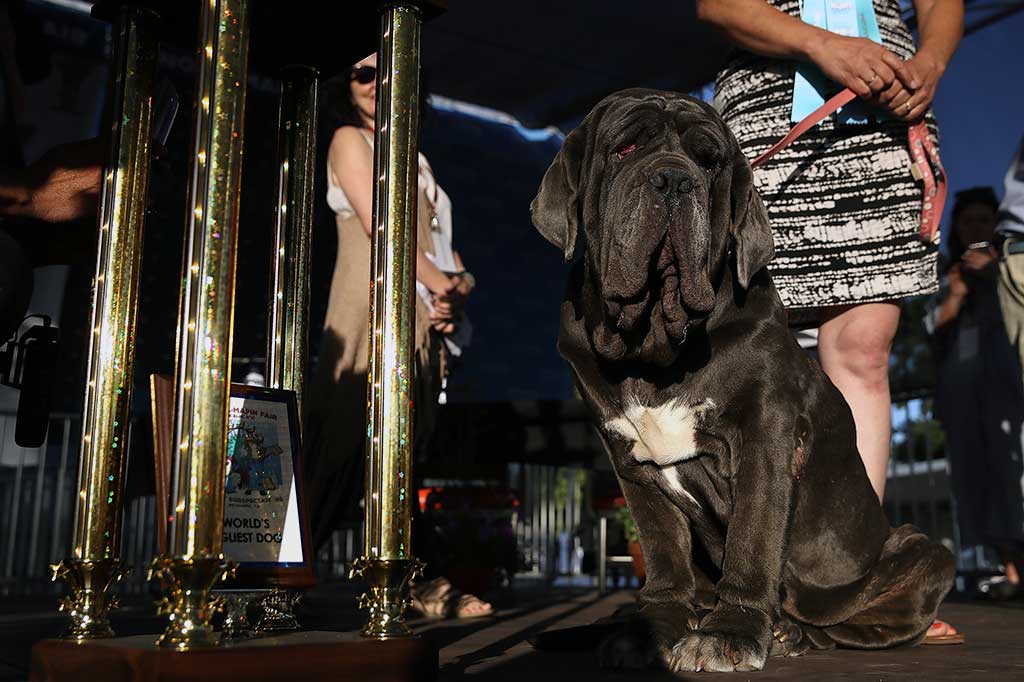 Martha bersama trofi Kontes Anjing Paling Jelek di Dunia 2017.