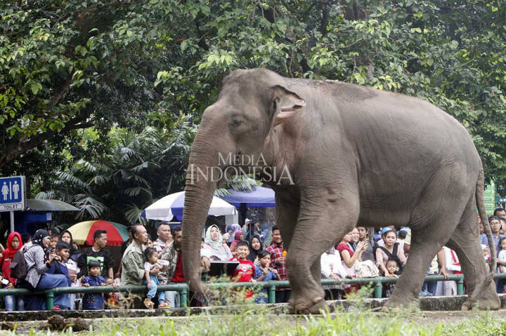 Libur Lebaran, Taman Margasatwa Ragunan menjadi salah satu tempat wisata murah meriah yang ramai dikunjungi warga dari Jabodetabek. MI/Bary Fathahilah