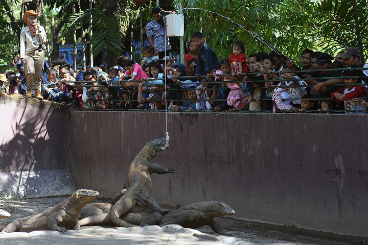 Pengunjung antusias menyaksikan komodo (Varanus komodoensis) memakan daging ayam yang diberikan oleh penjaga hewan (animal keeper) di kandang peraga Kebun Binantang Surabaya, Jawa Timur. ANTARA/M Risyal Hidayat