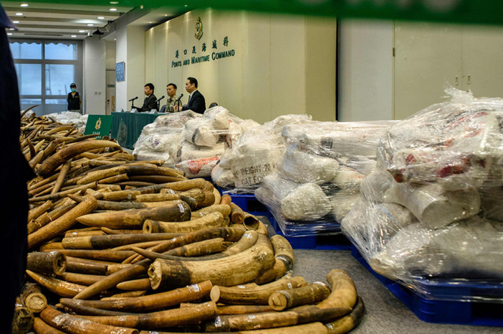 Petugas juga menangkap seorang pria dan dua wanita yang terlibat dalam penyelundupan gading ini.