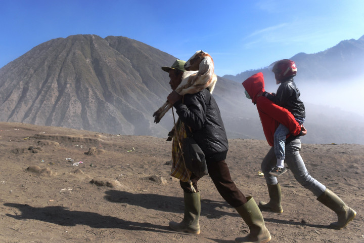 Warga menggendong seekor kambing yang akan jadikan hewan korban dengan cara melemparkannya ke kawah Bromo. Di sampingnya warga menggendong putranya naik ke puncak Bromo. 