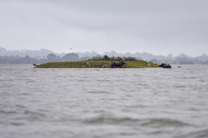 Sekawanan badak bercula satu mengungsi ke sebuah sepetak kecil dataran tinggi yang terisa dari banjir. Banjir ini adalah fenomena alam yang terjadi setiap tahunnya. 