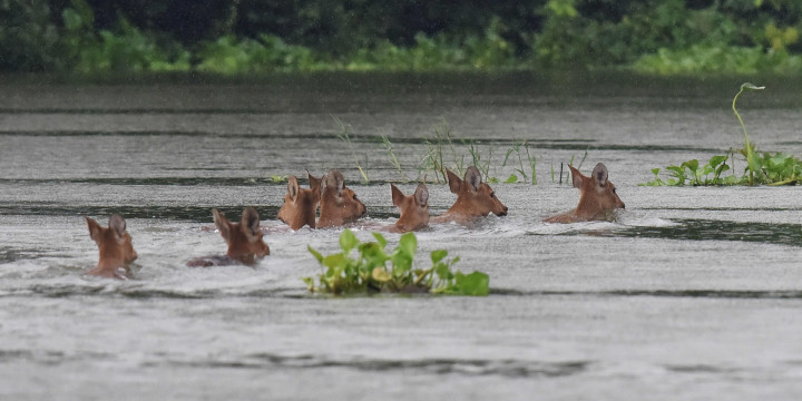 Sekelompok rusa babi berenang melintasi banjir mencari tempat yang tinggi untuk mengungsi. Banjir tahunan ini memang merupakan bencana, di sisi lain juga membawa kehidupan baru yang menjadi siklus alamiahnya.