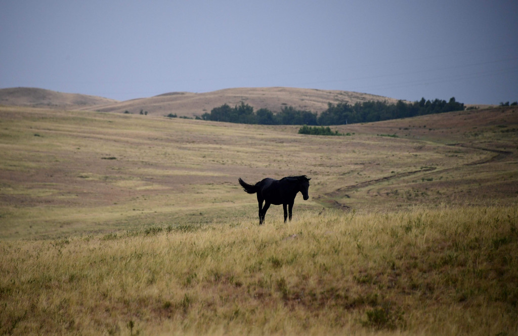 Seekor kuda liar merumput di padang savana yang menjadi rute reli. Reli yang dimulai di Moskow pada 7 Juli lalu akan finish di Xi'an, Tiongkok, sepuluh hari lagi.