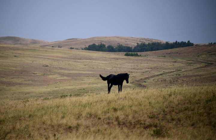 Seekor kuda liar merumput di padang savana yang menjadi rute reli. Reli yang dimulai di Moskow pada 7 Juli lalu akan finish di Xi'an, Tiongkok, sepuluh hari lagi.