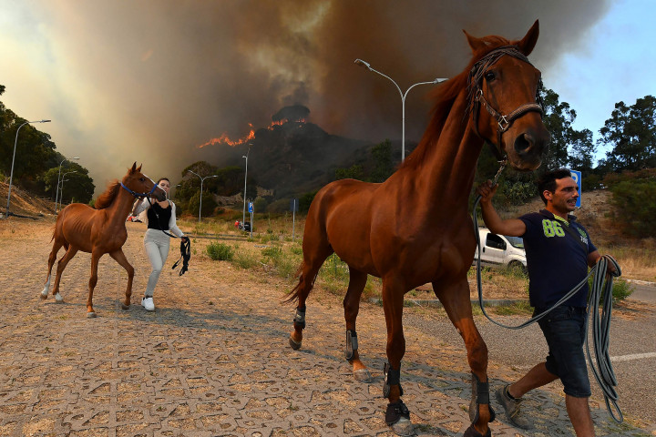 Warga memindahkan kuda peliharaan mereka menjauhi dinding api yang semakin mendekati peternakan. 