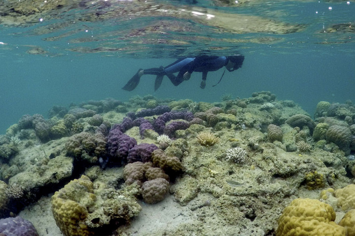 Wisatawan melihat kondisi terumbu karang di perairan Teluk Buton, Natuna, Kepulauan Riau. Kabupaten Natuna memiliki potensi wisata bawah air khususnya terumbu karang yang tersebar di seluruh pesisir pantai dan kepulauan. 