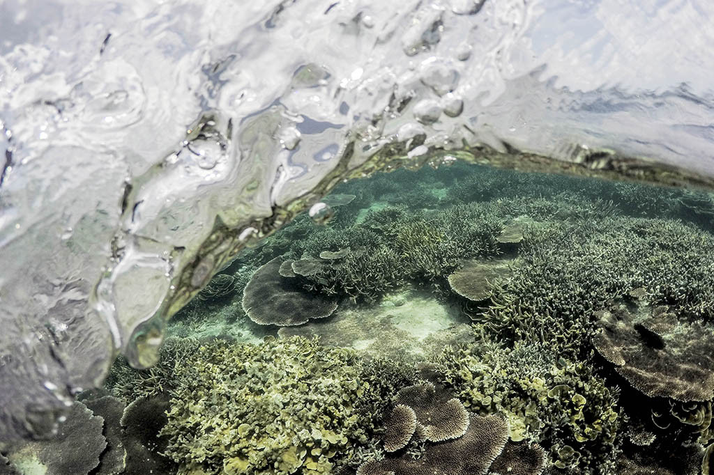Keindahan terumbu karang di perairan Pulau Senoa, Natuna, Kepulauan Riau.