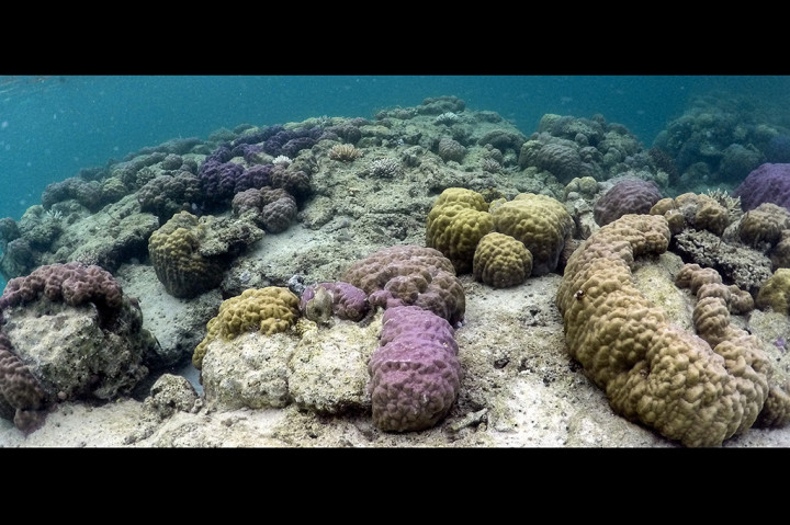 Keindahan terumbu karang di perairan Teluk Buton, Natuna, Kepulauan Riau.