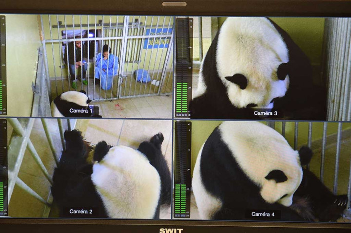 Proses panda raksasa Huan Huan saat melahirkan terus dipantau kamera CCTV di Kebun Binatang Beauval, Prancis, Jumat (4/8/2017) waktu setempat.