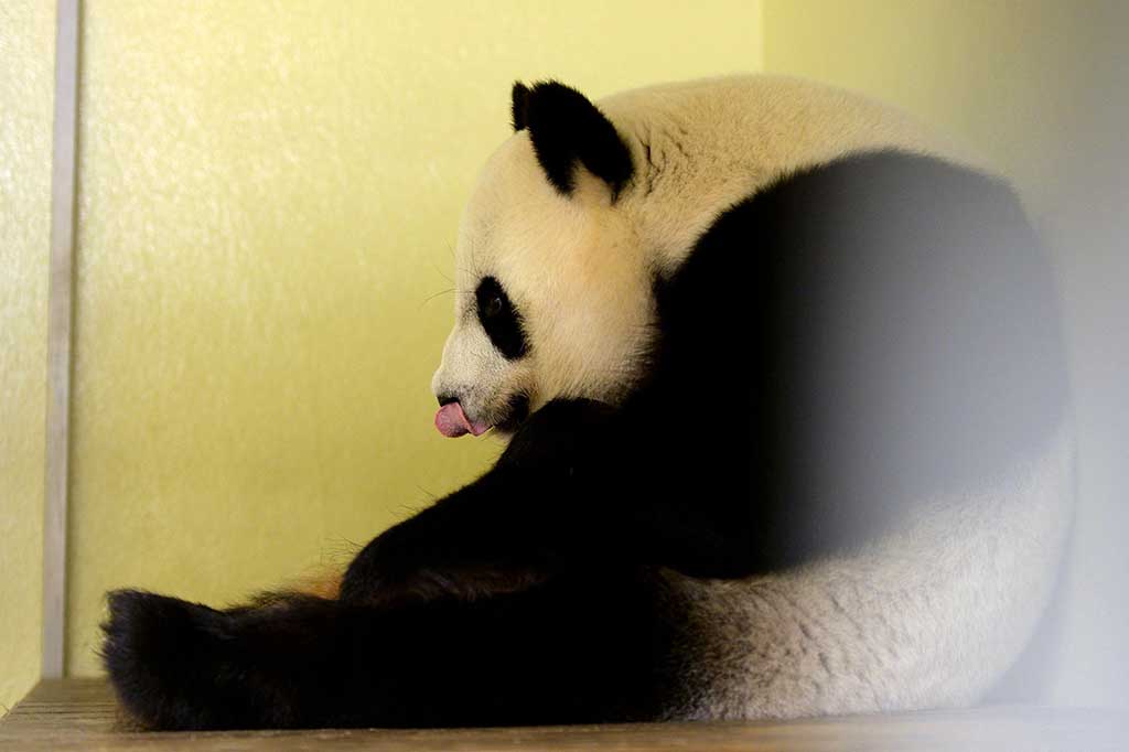 Huan Huan yang berusia 9 tahun dan pasangannya Yuan Zi tiba di Bunbin Beauval pada Januari 2012 dengan status pinjaman selama 10 tahun dari Tiongkok.