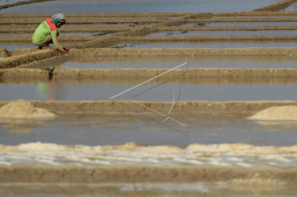 Di tingkat petani harga garam berada pada kisaran Rp3000 per kilogram untuk kualitas standar, sementara untuk kualitas super Rp4000 per kilogram, harga yang fantastis untuk sekilogram garam, padahal di tahun sebelumnya hanya Rp300 per kilogram. 