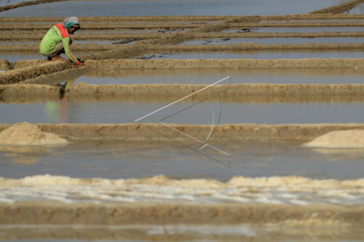 Di tingkat petani harga garam berada pada kisaran Rp3000 per kilogram untuk kualitas standar, sementara untuk kualitas super Rp4000 per kilogram, harga yang fantastis untuk sekilogram garam, padahal di tahun sebelumnya hanya Rp300 per kilogram. 