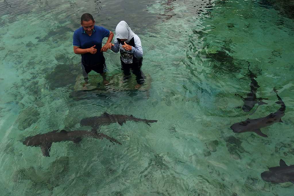 Wisatawan berada di kolam penangkaran hiu di Pulau Menjangan Besar, Karimunjawa, Jawa Tengah, Rabu (9/8/2017).
